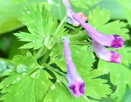 ムラサキケマンとは 特徴や花言葉 毒性や似た花との見分け方 Greensnap グリーンスナップ