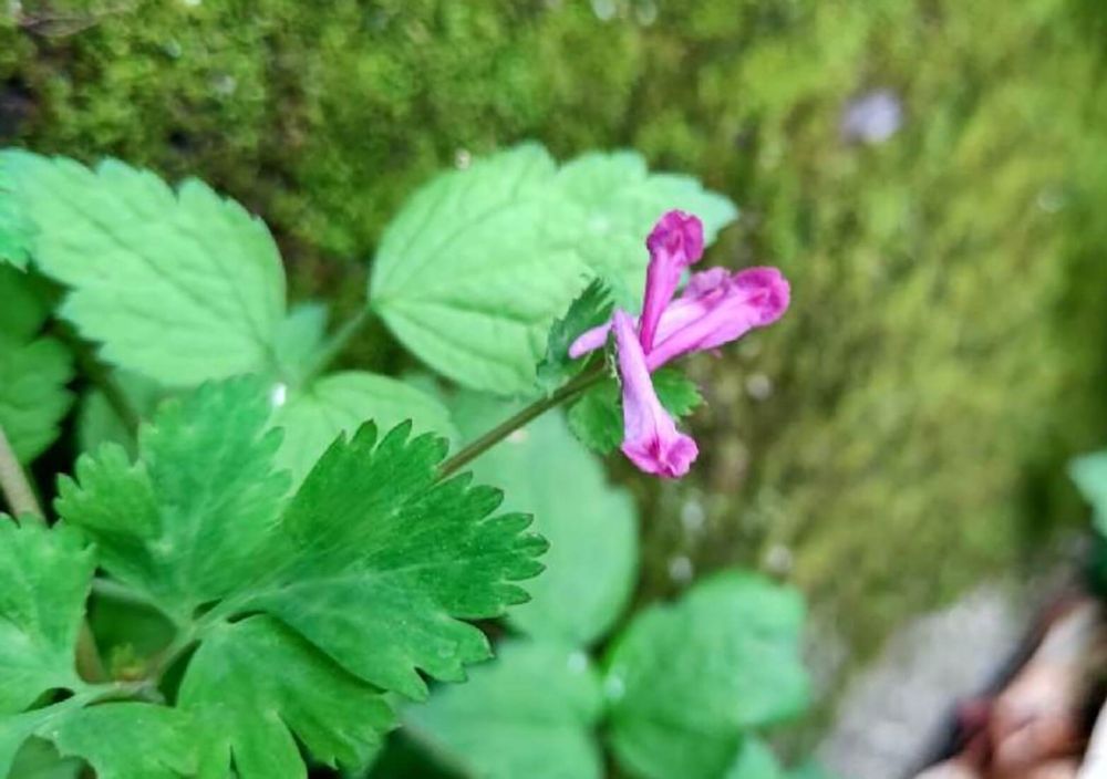 ムラサキケマン