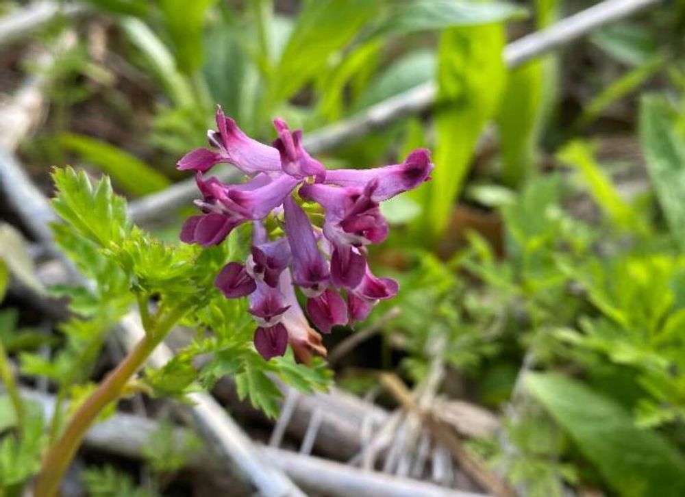 ムラサキケマン