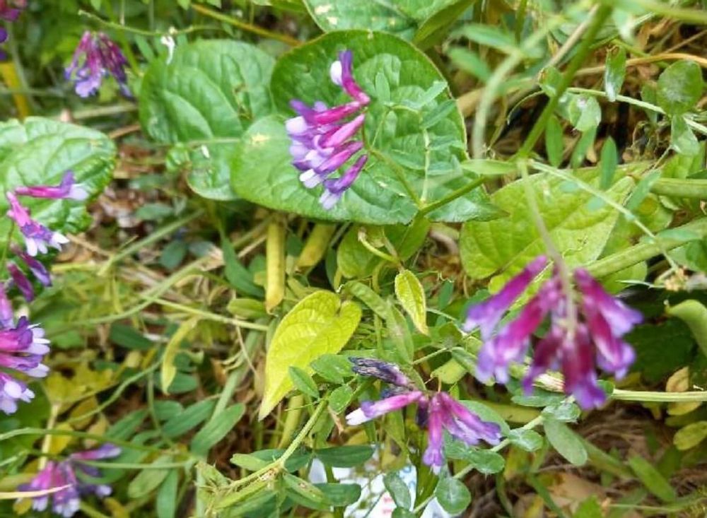 ムラサキケマン