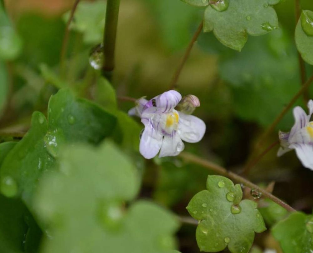 ツタバウンラン