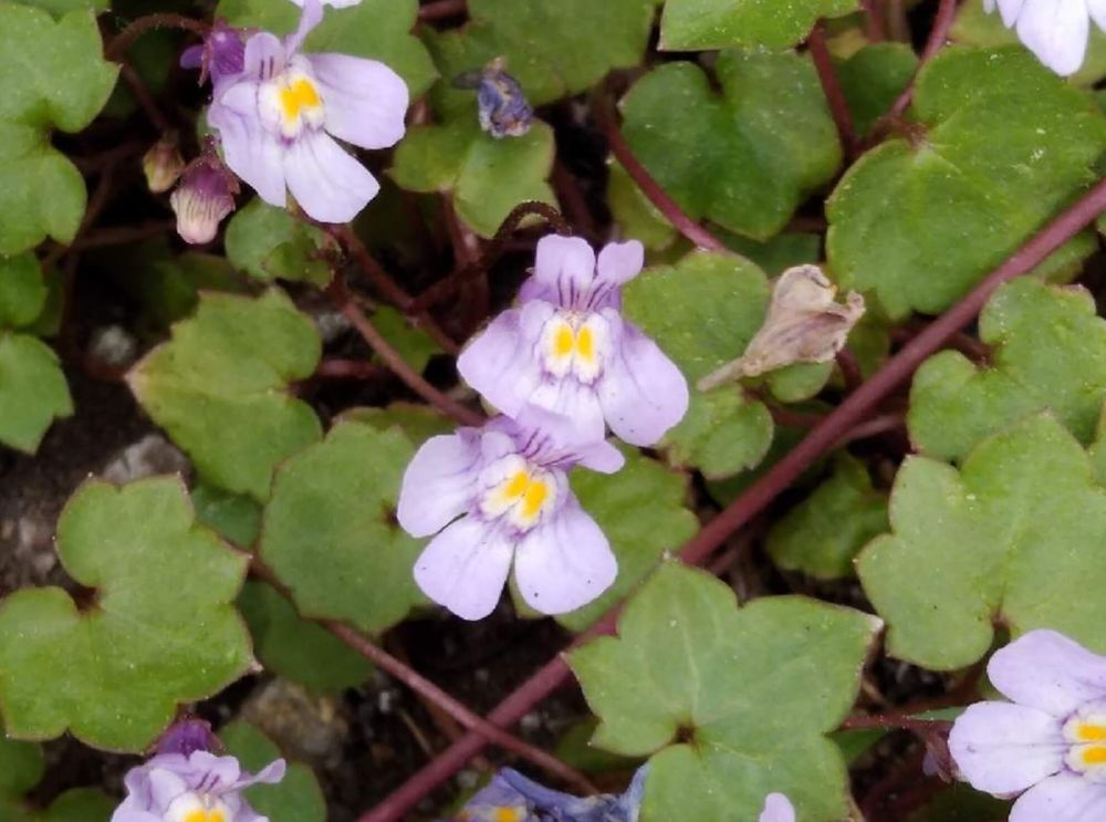 ツタバウンラン