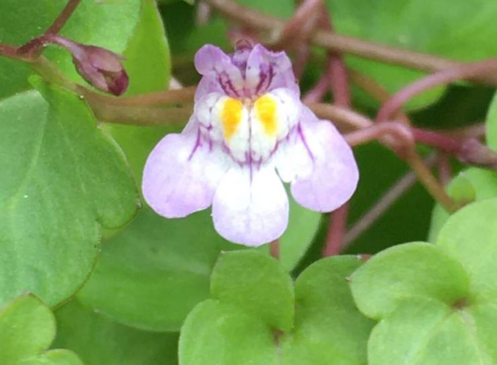 ツタバウンラン