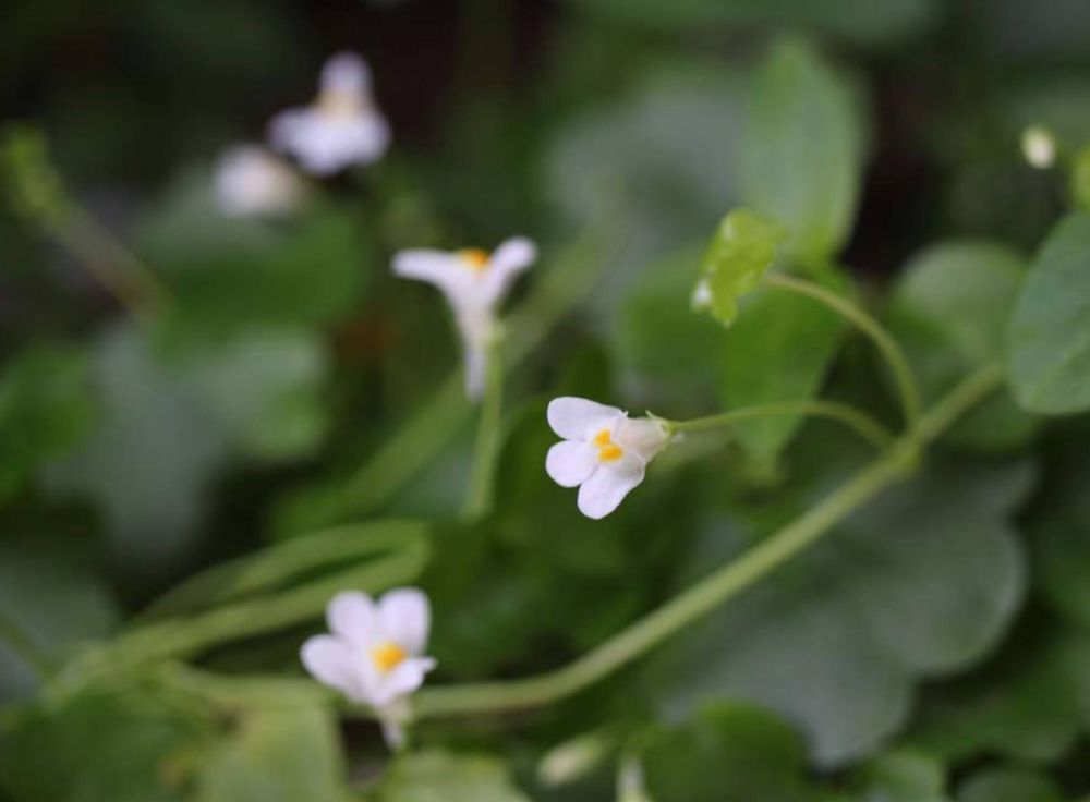 ツタバウンラン