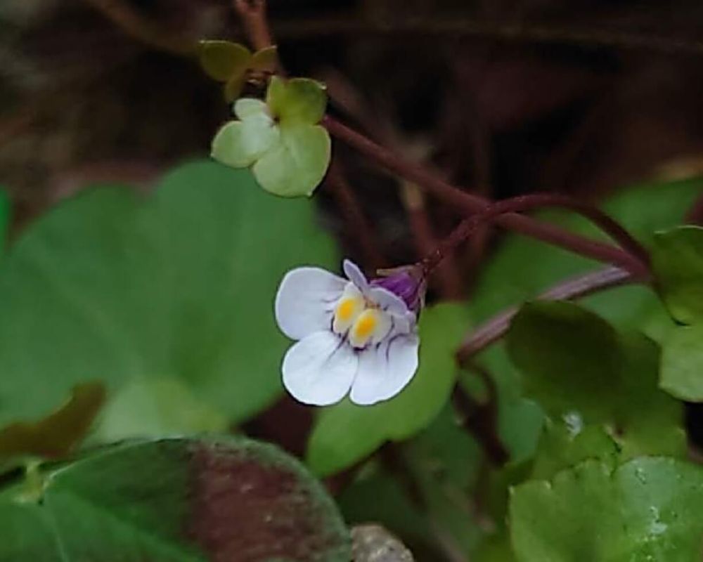 ツタバウンラン