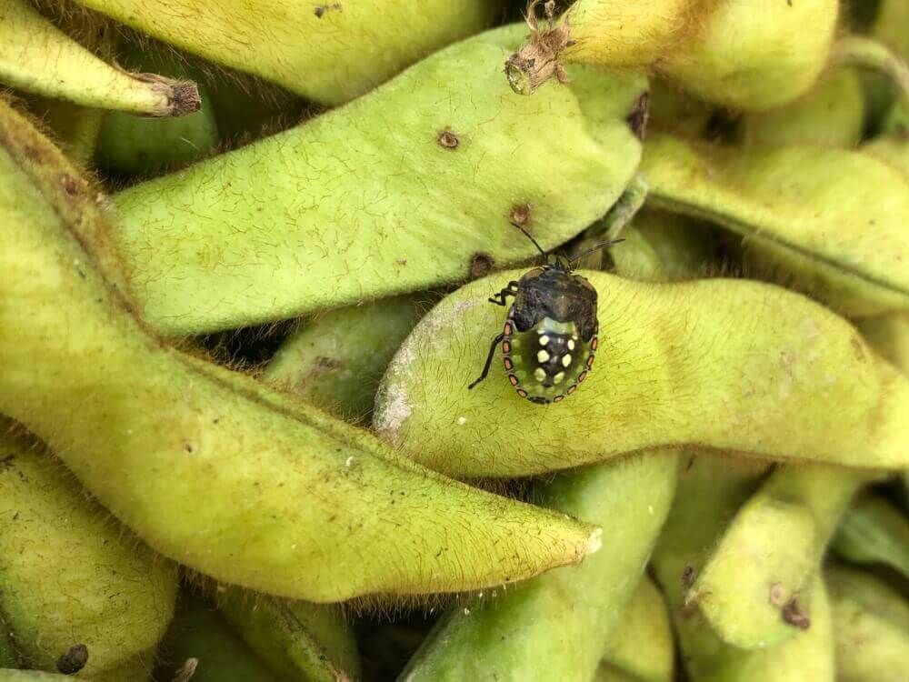 エダマメ　カメムシ