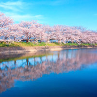 桜の種類まとめ｜早咲き桜の品種や、ピンク色・モコモコの八重咲き品種は？の画像