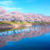 桜の木の種類｜原種から早咲き品種や八重桜、枝垂れなど特徴別に紹介の画像