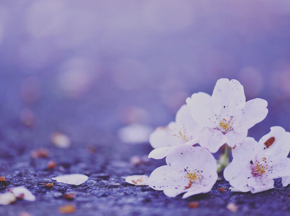 このユーザーの写真がスゴイ 21の桜を一番美しく撮ったのはだれだ Greensnap グリーンスナップ