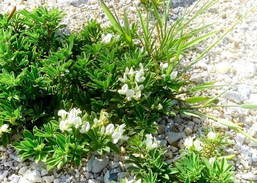 シロバナミヤコグサ