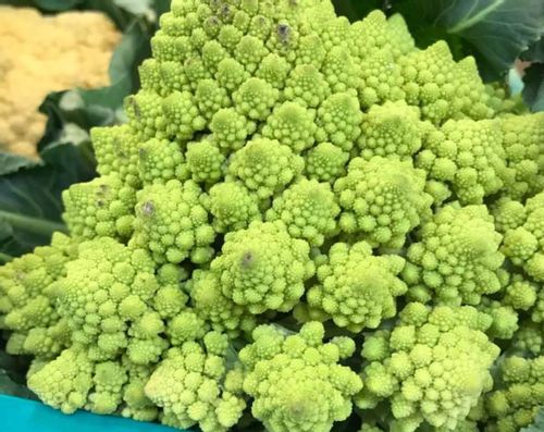 ロマネスコとは どんな野菜 味やカリフラワーとの違いは Greensnap グリーンスナップ ロマネスコとは どんな野菜 味やカリフラワーとの違いは Greensnap グリーンスナップ