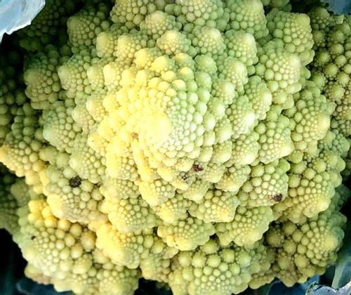 ロマネスコとは どんな野菜 味やカリフラワーとの違いは Greensnap グリーンスナップ ロマネスコとは どんな野菜 味やカリフラワーとの違いは Greensnap グリーンスナップ