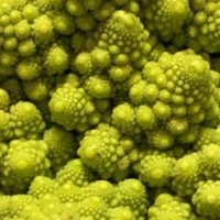 ロマネスコってどんな野菜？特徴や味、カリフラワーとの違いを紹介の画像