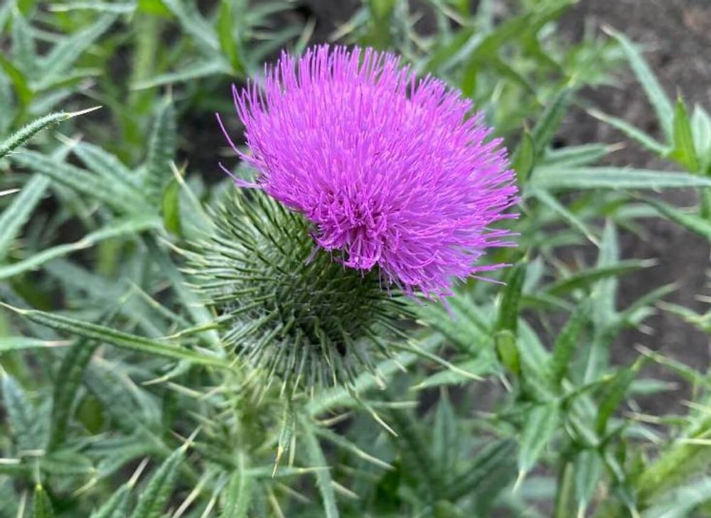 アメリカオニアザミ