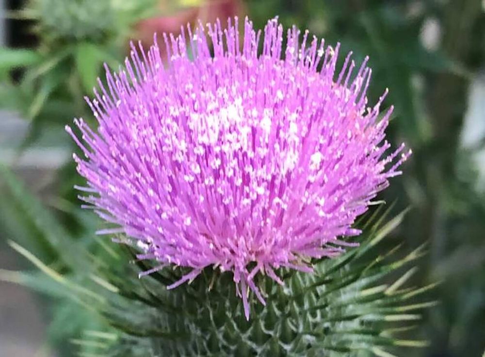 アメリカオニアザミ