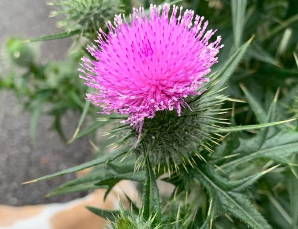 アメリカオニアザミ