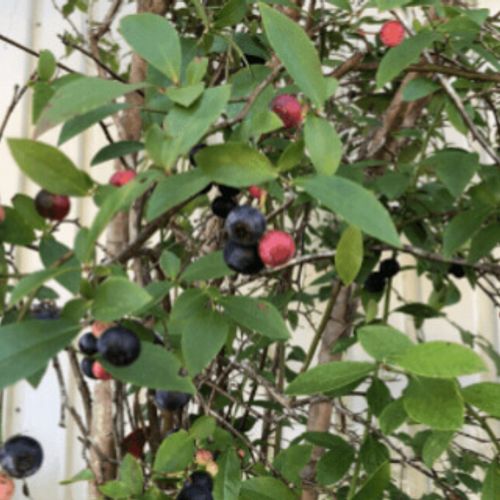 ブルーベリーの収穫時期 タイミングの見分け方は 実の白い粉はなに Greensnap グリーンスナップ