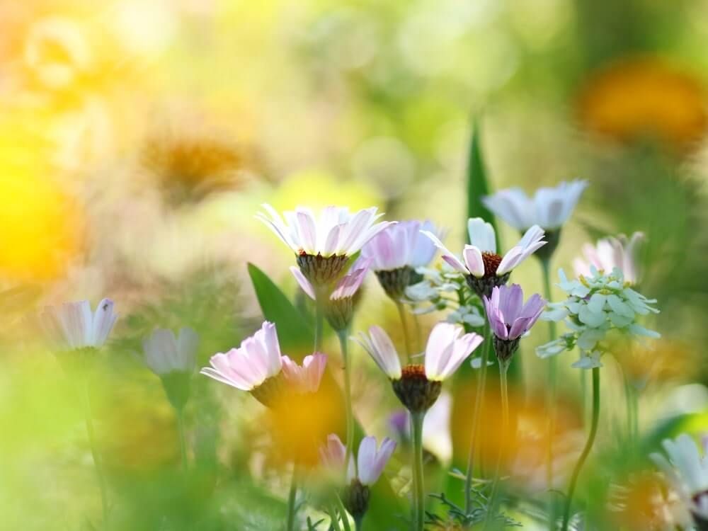 ローダンセマム