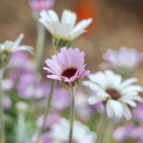 ローダンセマムの育て方 切り戻しのコツは 花言葉や種類は Greensnap グリーンスナップ ローダンセマムの育て方 切り戻しのコツは 花言葉や種類は Greensnap グリーンスナップ