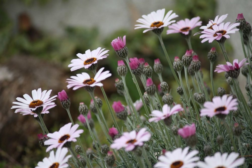 ローダンセマム