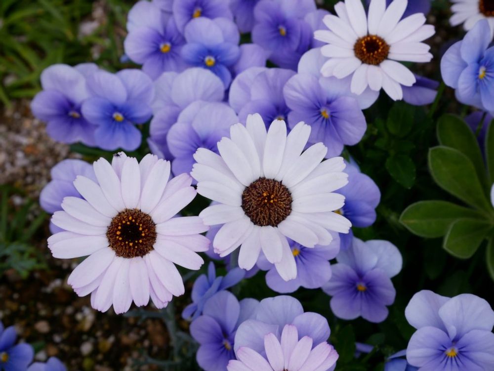 ローダンセマム