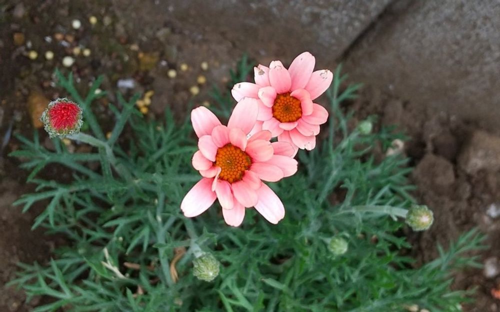 ローダンセマム