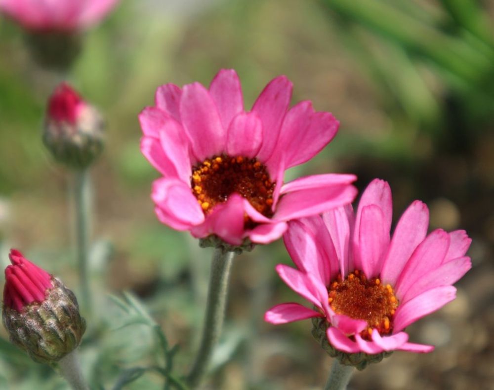 ローダンセマム