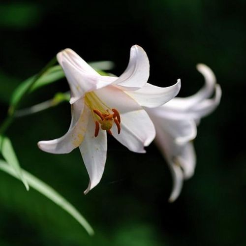 ユリ 百合 の種類 人気の品種12選 それぞれの花の特徴は Greensnap グリーンスナップ