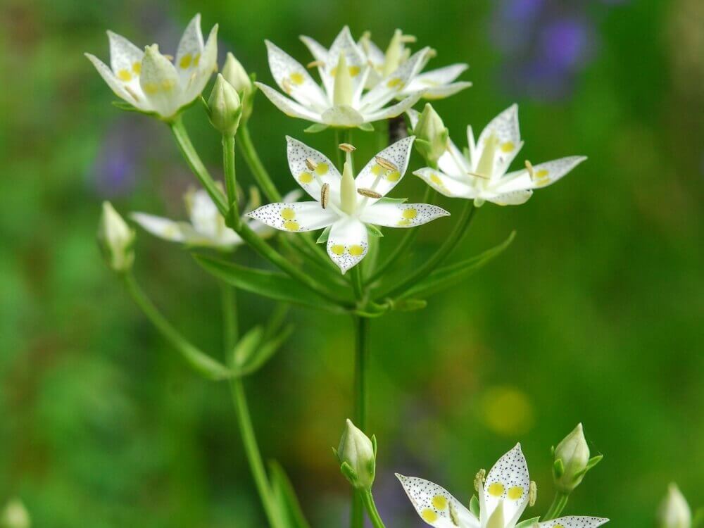 絶滅危惧種もたくさん！六甲高山植物園の希少な花々を見てみよう｜🍀GreenSnap（グリーンスナップ）