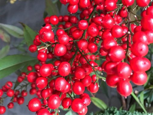 南天の実の特徴 見頃の季節や飾り方は 食べることもできるの Greensnap グリーンスナップ 南天の実の特徴 見頃の季節や飾り方は 食べることもできるの Greensnap グリーンスナップ