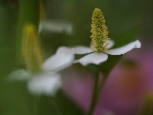 ドクダミの駆除や除草の方法 除草剤以外では苦土石灰 塩 重曹が有効 Greensnap グリーンスナップ