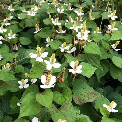 ドクダミの駆除や除草の方法 除草剤以外では苦土石灰 塩 重曹が有効 Greensnap グリーンスナップ