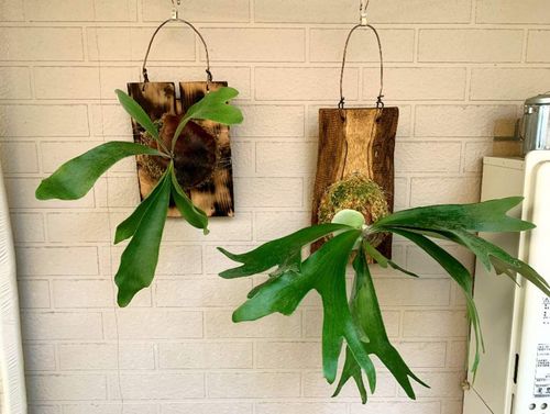 コウモリラン ビカクシダ の板付 水やりの方法 おすすめの飾り方は Greensnap グリーンスナップ