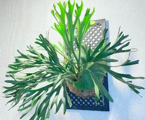 コウモリラン ビカクシダ の板付 方法や注意点 おすすめの飾り方 Greensnap グリーンスナップ コウモリラン ビカクシダ の板付 方法や注意点 おすすめの飾り方 Greensnap グリーンスナップ