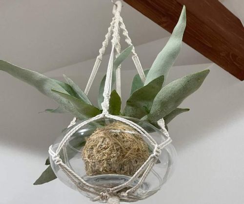 コウモリランのハンギング 方法や注意点 飾り方は Greensnap グリーンスナップ