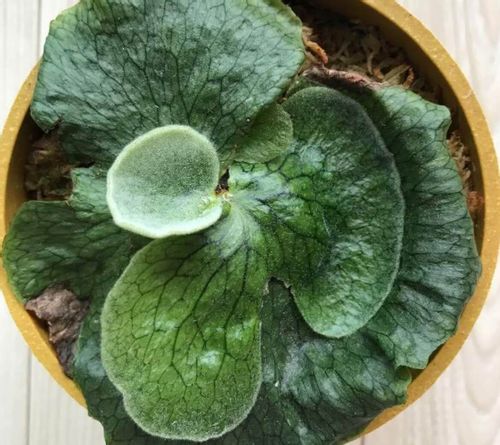 コウモリラン ビカクシダ の板付 方法や注意点 おすすめの飾り方 Greensnap グリーンスナップ コウモリラン ビカクシダ の板付 方法や注意点 おすすめの飾り方 Greensnap グリーンスナップ
