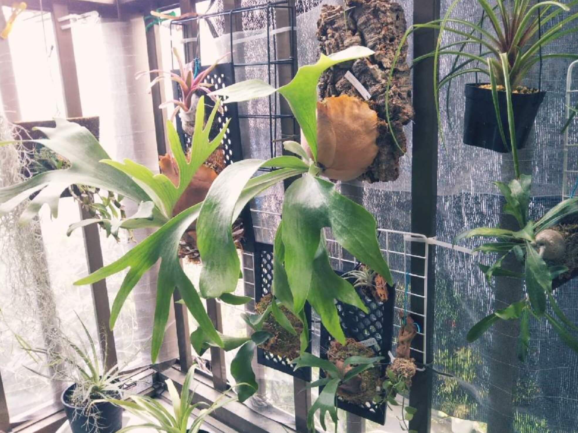 コウモリランのハンギング｜方法や注意点、飾り方は？｜🍀GreenSnap