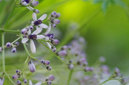 センダンとは 花言葉や花の特徴 実に毒があるの Greensnap グリーンスナップ