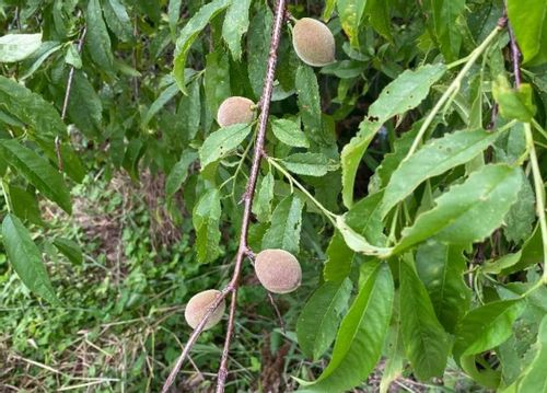 センダンとは 花言葉や花の特徴 実に毒があるの Greensnap グリーンスナップ センダンとは 花言葉や花の特徴 実に毒があるの Greensnap グリーンスナップ