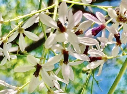 センダンとは 花言葉や花の特徴 実に毒があるの Greensnap グリーンスナップ センダンとは 花言葉や花の特徴 実に毒があるの Greensnap グリーンスナップ