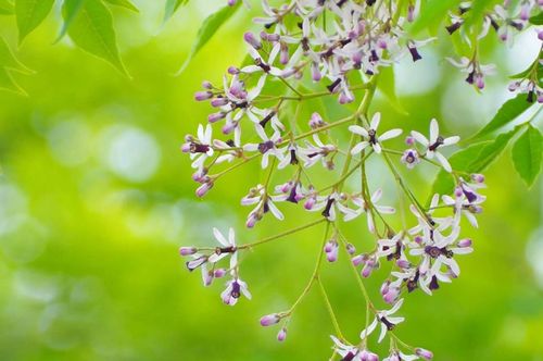 センダンとは 花言葉や花の特徴 実に毒があるの Greensnap グリーンスナップ