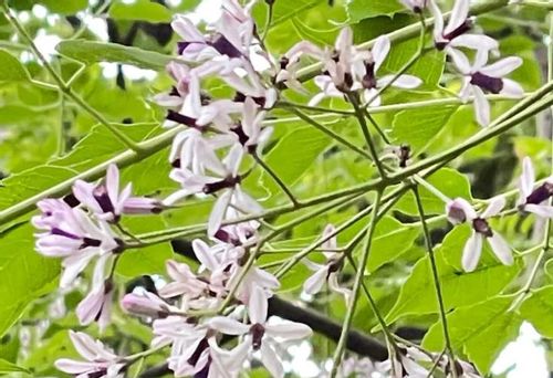センダンとは 花言葉や花の特徴 実に毒があるの Greensnap グリーンスナップ センダンとは 花言葉や花の特徴 実に毒があるの Greensnap グリーンスナップ