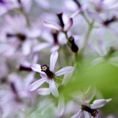 センダンとは 花言葉や花の特徴 実に毒があるの Greensnap グリーンスナップ