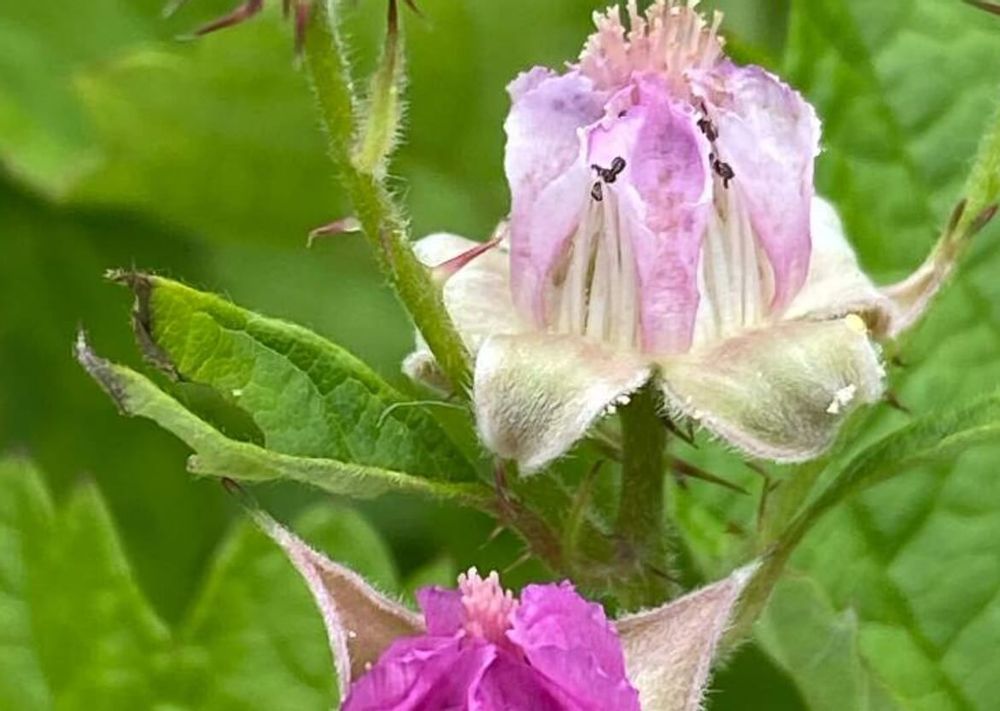 ナワシロイチゴ