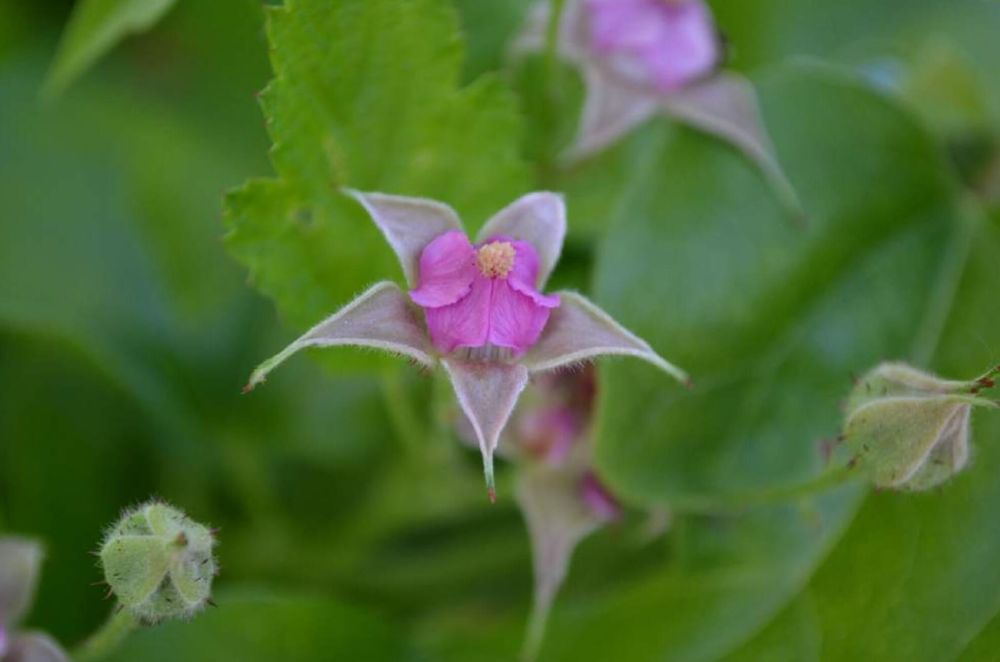 ナワシロイチゴ