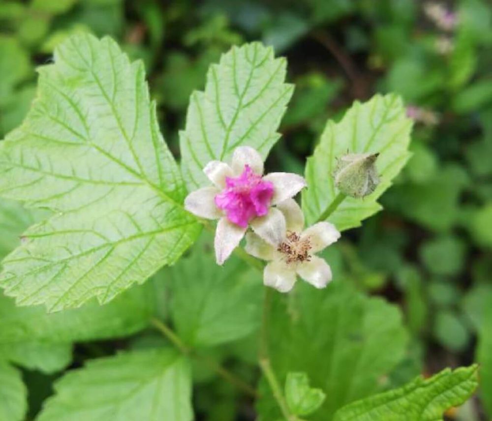 ナワシロイチゴ