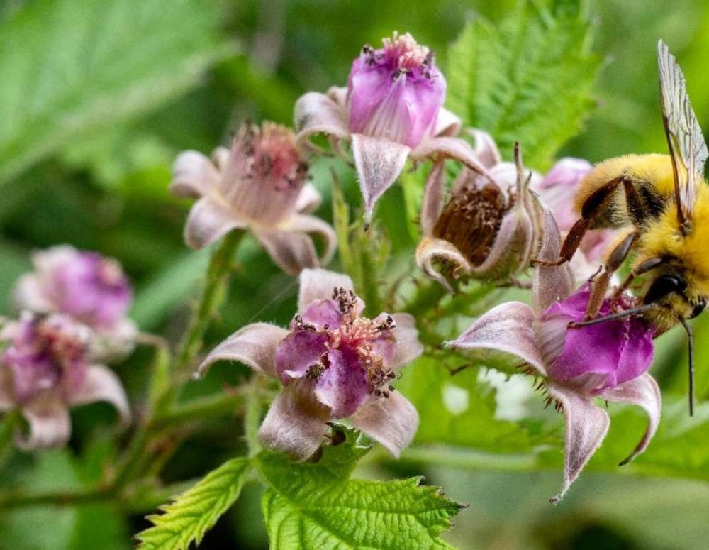 ナワシロイチゴ