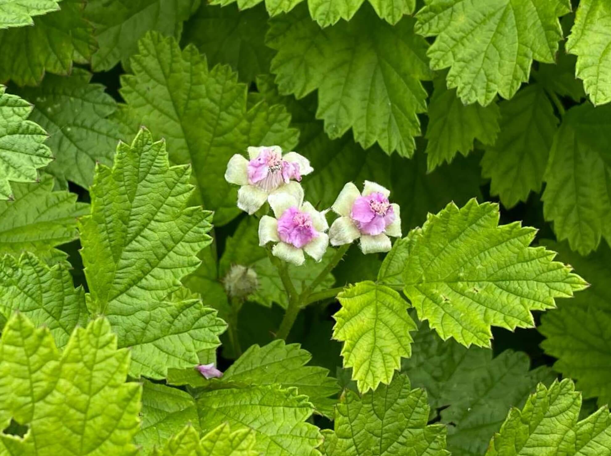 ナワシロイチゴとは｜花や果実の特徴、食べることはできる？｜🍀GreenSnap（グリーンスナップ）