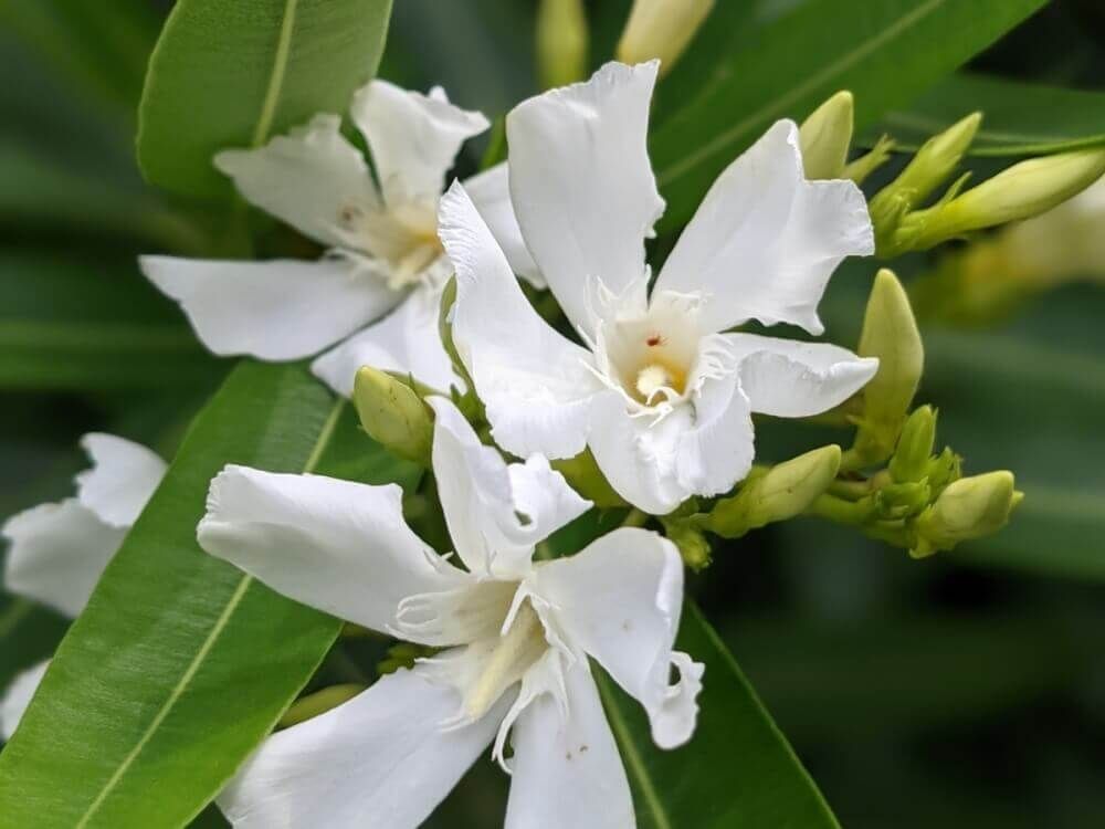 キョウチクトウ　夾竹桃