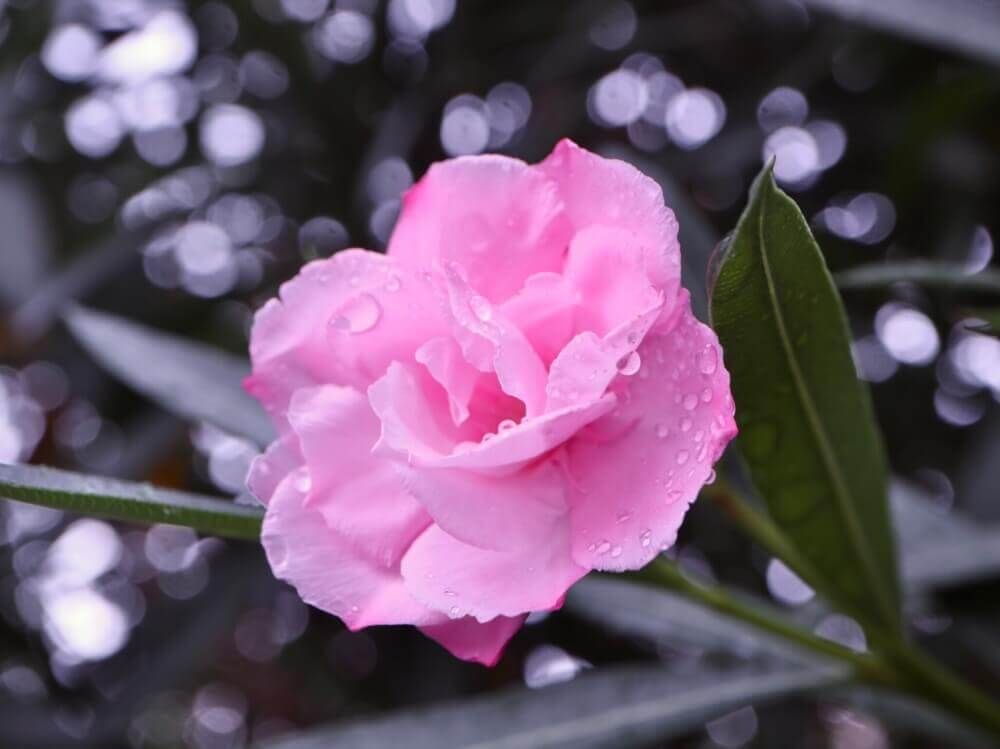 キョウチクトウ　夾竹桃